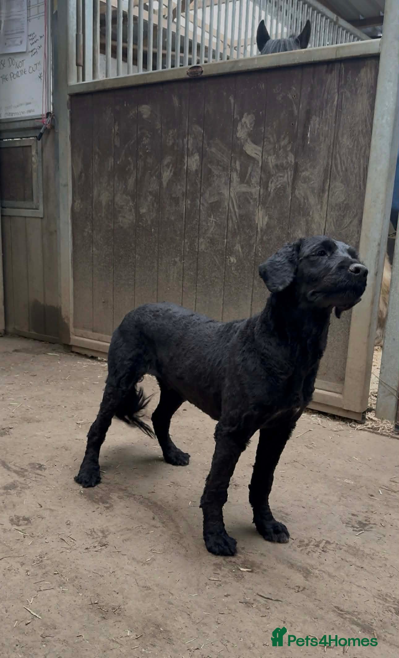 Portuguese Water Dog dogs Portuguese waterdog girl - Advert 1