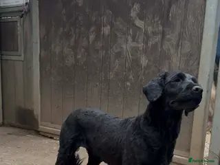 Portuguese Water Dog dogs Portuguese waterdog girl - Advert 2