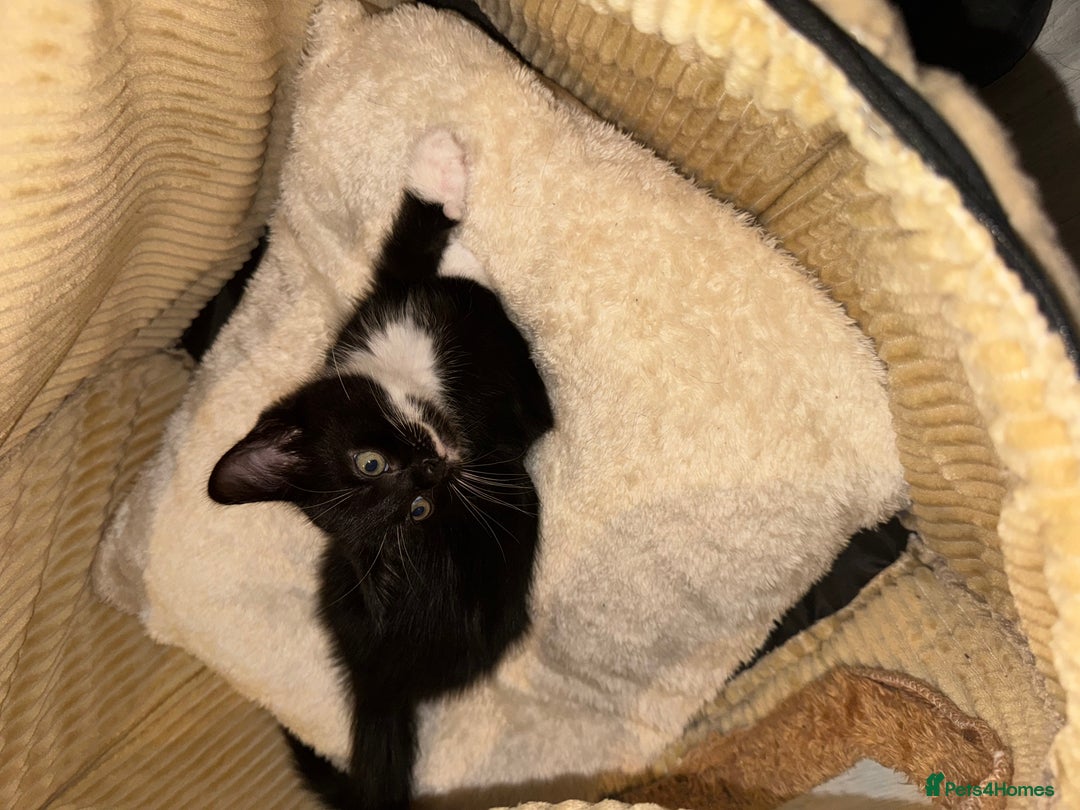 Mixed Breed cats for sale: Beautiful Kittens Looking for Their Forever Homes✨ - Advert 11