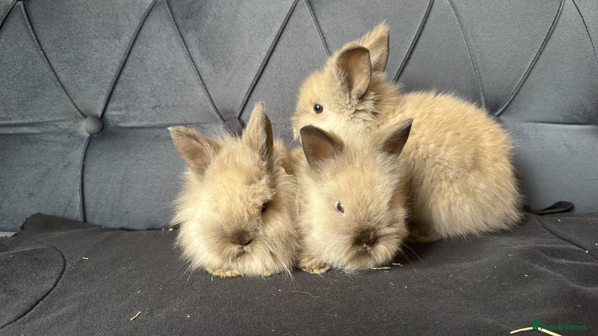 Mini Lop rabbits Baby mini lops and lion heads  - Advert 16