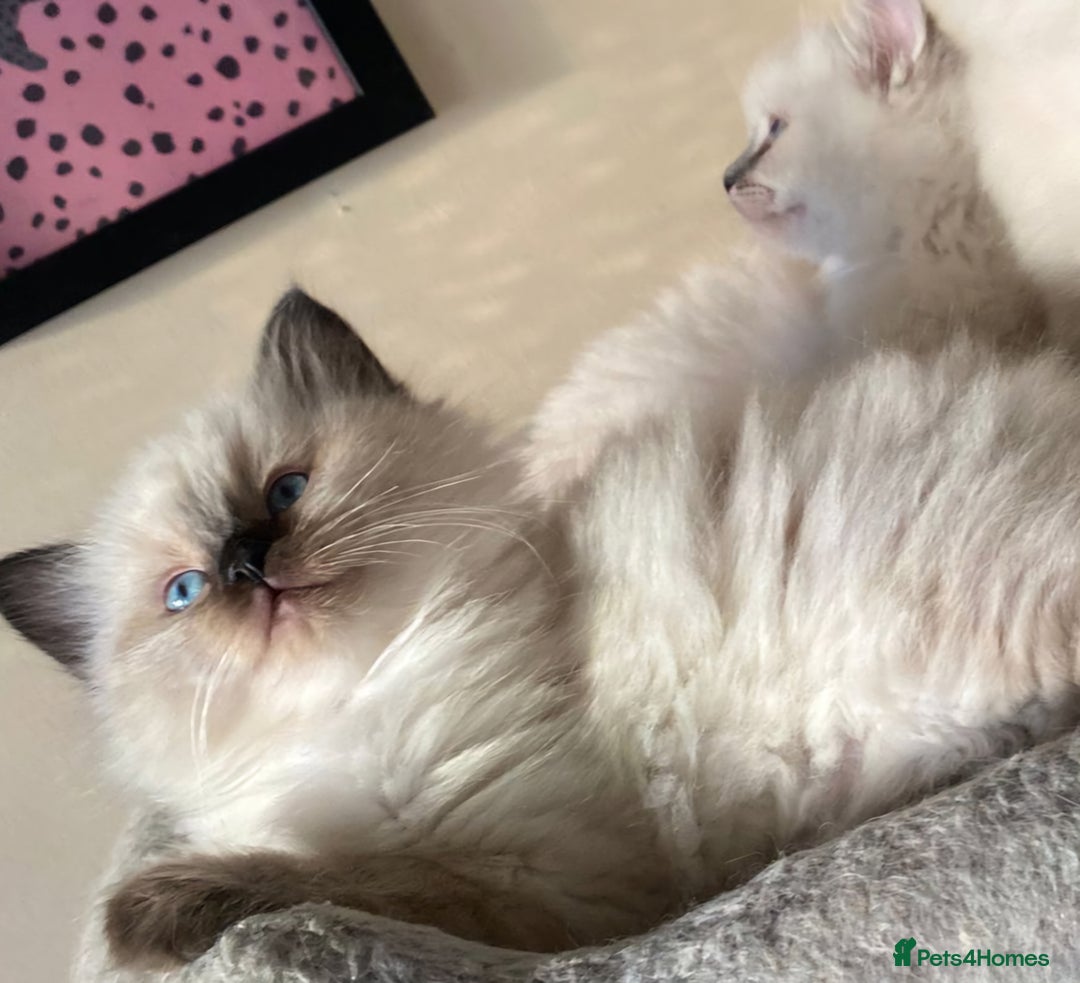 Ragdoll cats for sale: Ragdoll kittens - Advert 3