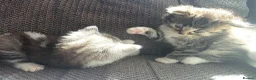 British Longhair cats for sale: Beautiful British long haired kittens - Advert 18