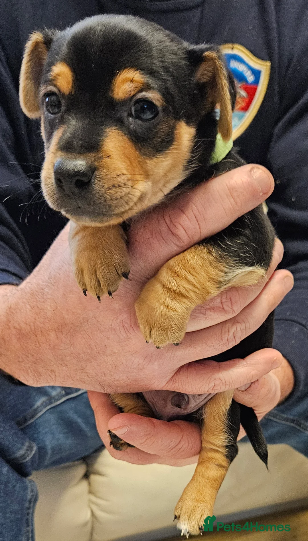 Jack Russell dogs for sale: Gorgeous Jack Russell pups ready to reserve - Advert 15