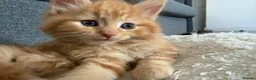 Mixed Breed cats for sale: Beautiful mixed-breed kittens! - Advert 36