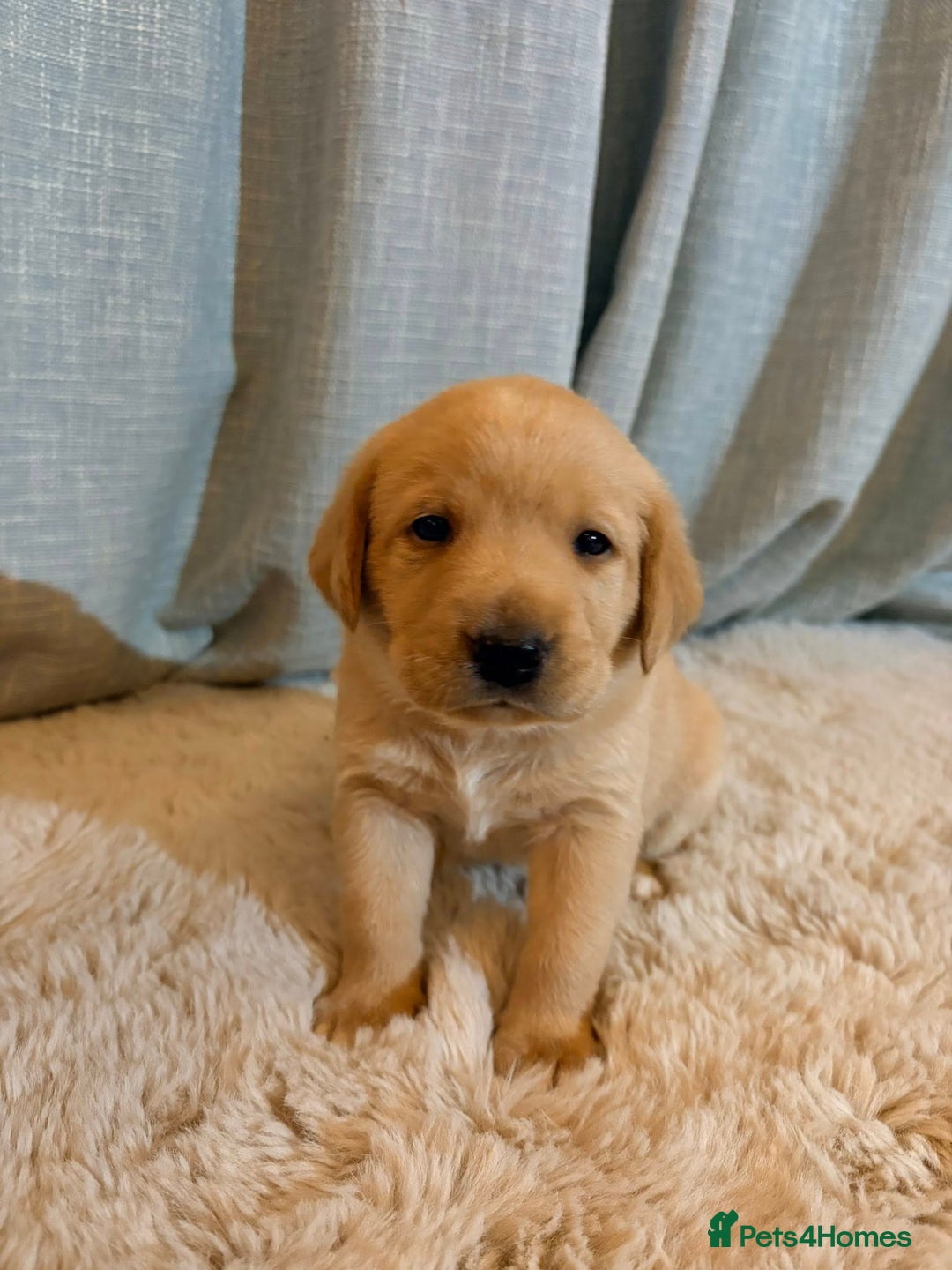 Labrador Retriever dogs for sale: Labrador Puppies - Image 5