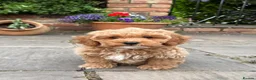 Cavapoochon dogs for sale: Beautiful Cavapoochon Puppies - Ready Now  - Advert 9