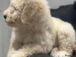Mixed Breed dogs F1B SAINTBERNADOODLE FULL VET CHECKED ALL HEALTHY - Advert 6