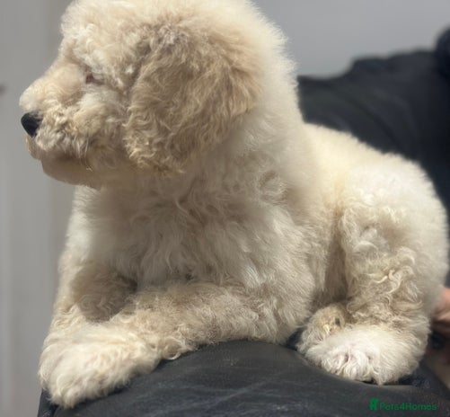Mixed Breed dogs F1B SAINTBERNADOODLE FULL VET CHECKED ALL HEALTHY - Advert 2