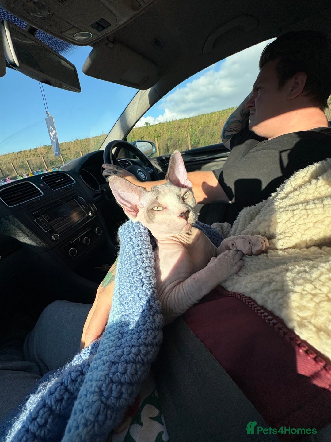 Sphynx cats for sale: Female sphynx cat 5 months old - Advert 4