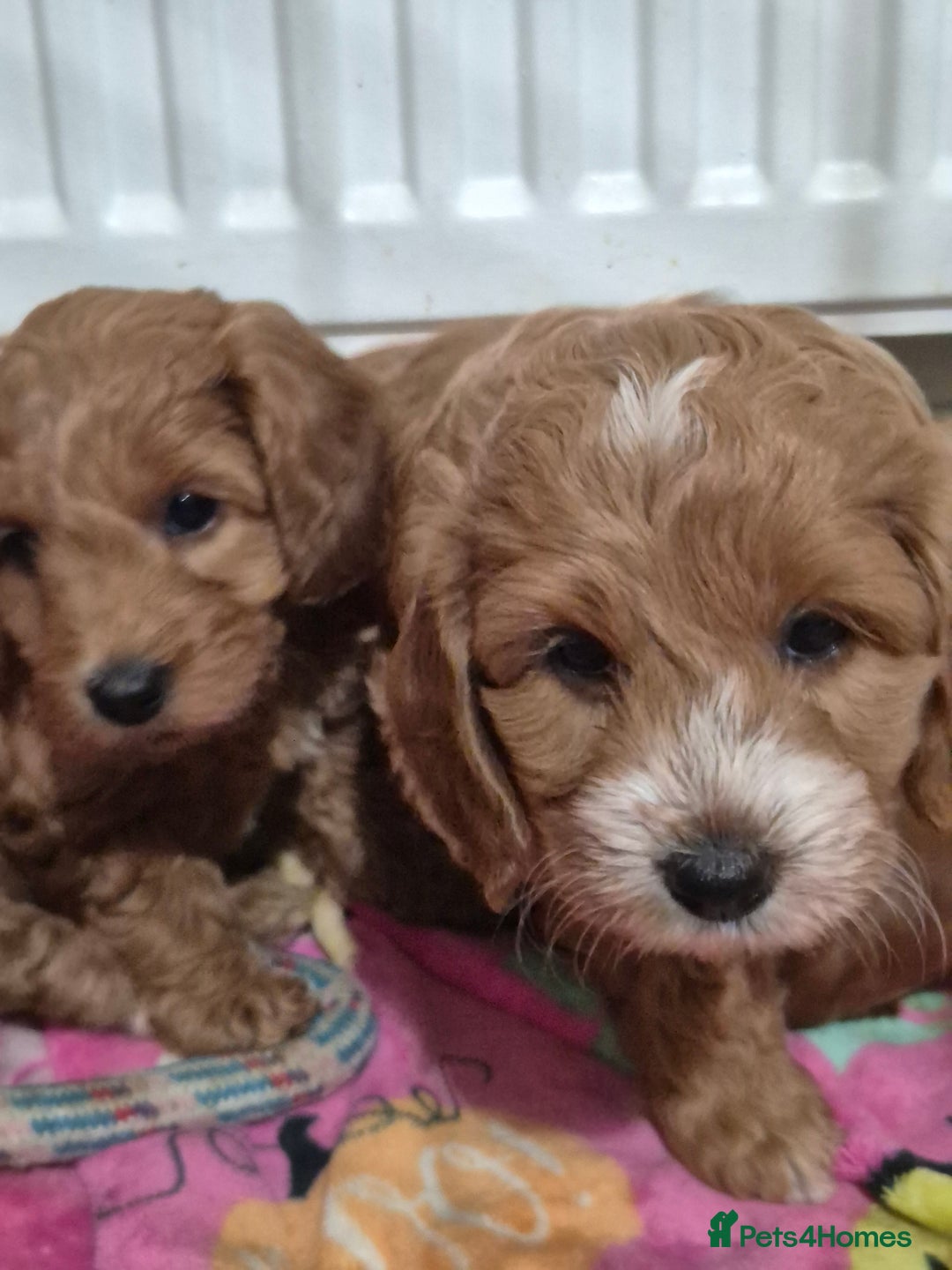 Cockapoo dogs for sale: Gorgeous Cockapoo For Sale  - Advert 10