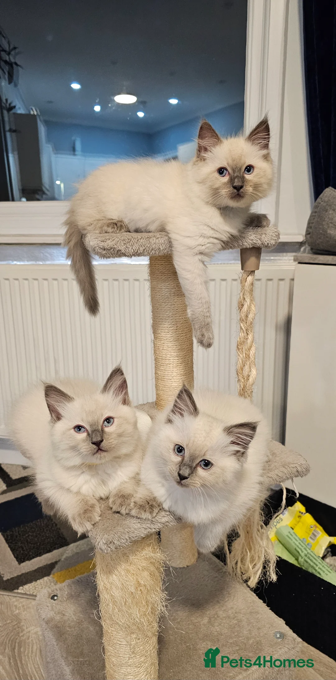 Ragdoll cats for sale: Adorable Ragdoll Kittens - Advert 2