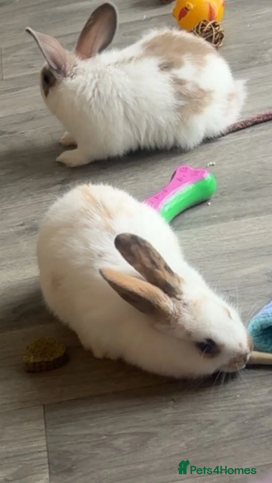 English rabbits for sale: Rabbits  in Ramsgate - Advert 1