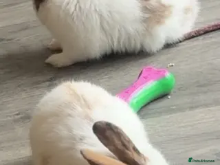 English rabbits Rabbits - Advert 2