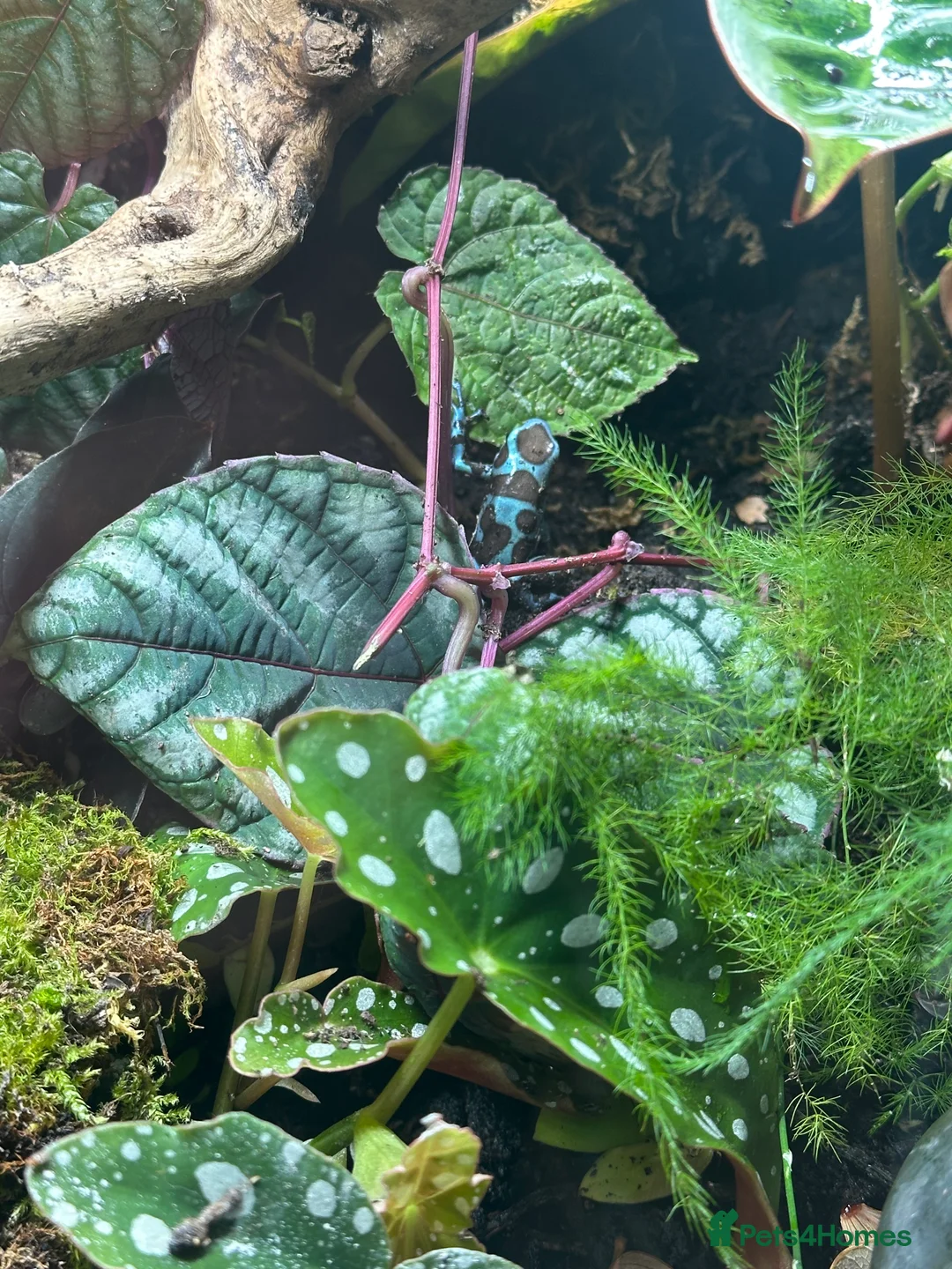 Frog reptiles for sale: Dart frogs and full bio-active set up  - Advert 5