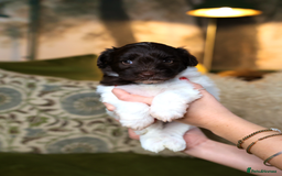 Mixed Breed dogs for sale: Adorable Schnoodle puppies  - Image 2
