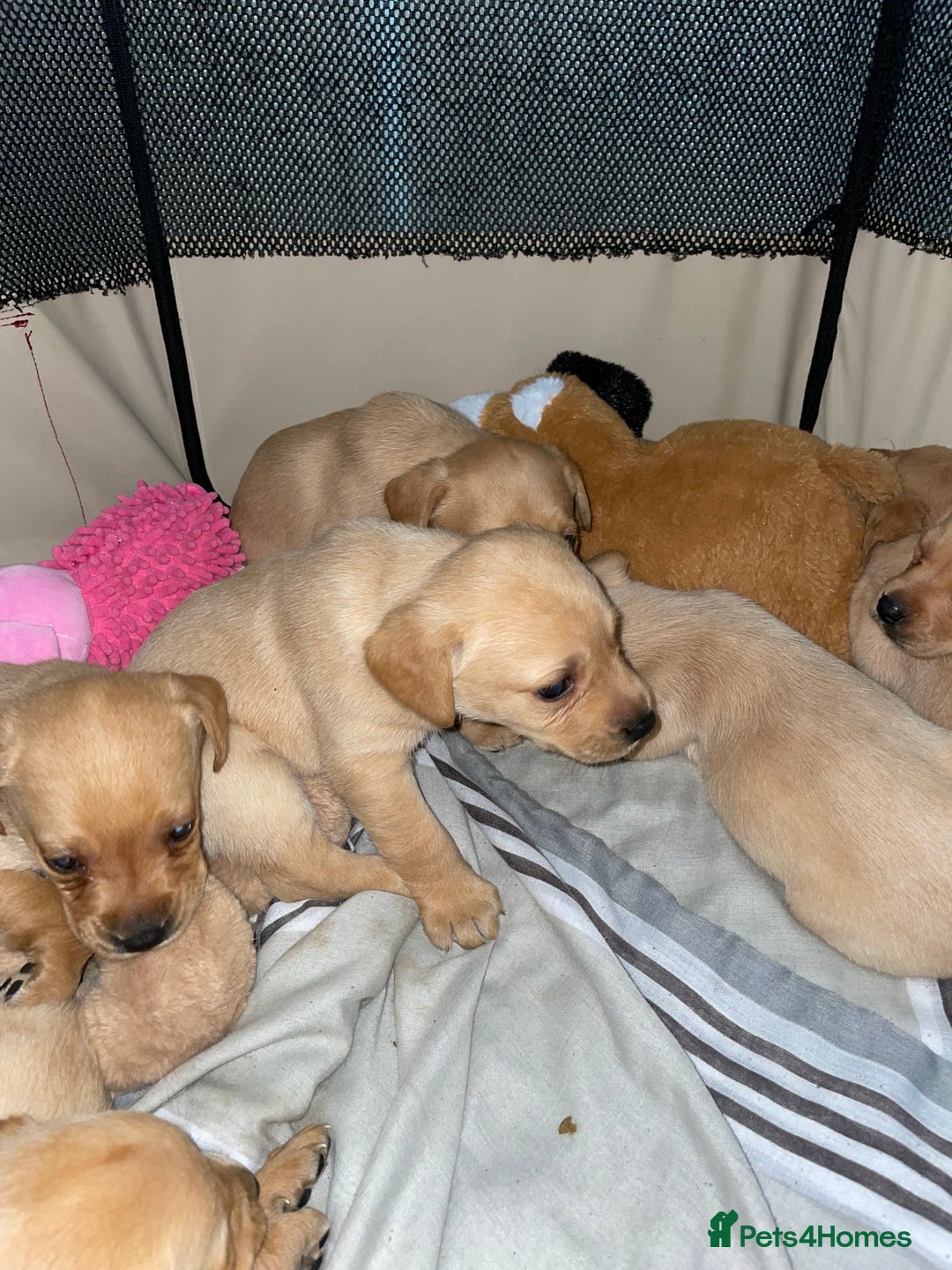 Labrador Retriever dogs for sale: Labrador puppies deposit secures - Advert 11