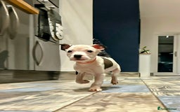 American Bulldog dogs for adoption: 5 GORGEOUS AM BULL X PUPS 12WKS OLD - Image 17