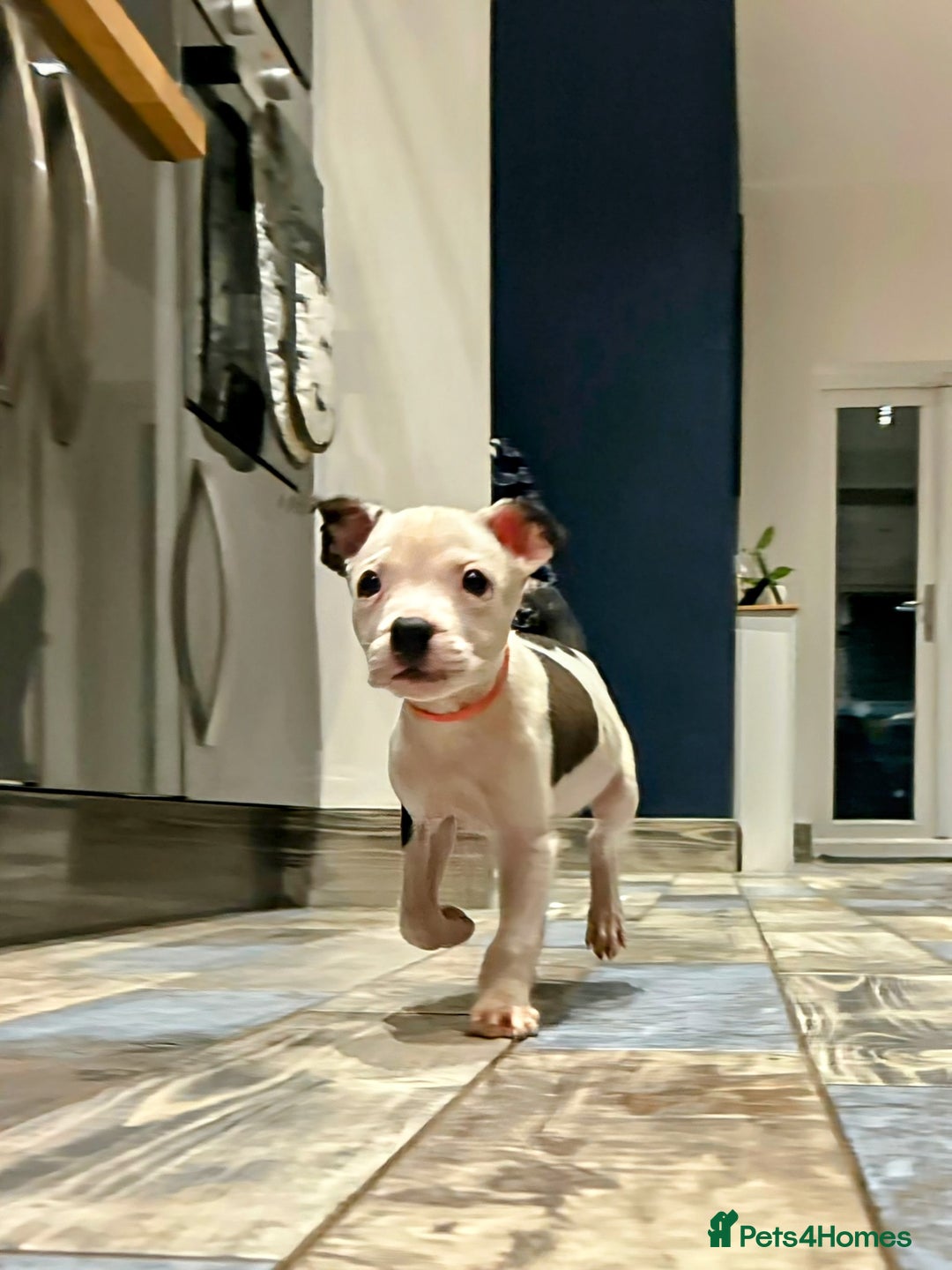 American Bulldog dogs for adoption: 5 GORGEOUS AM BULL X PUPS 12WKS OLD - Image 17
