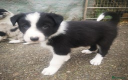 Border Collie dogs for sale: Beautiful Fluffy collie pups for sale  - Image 7