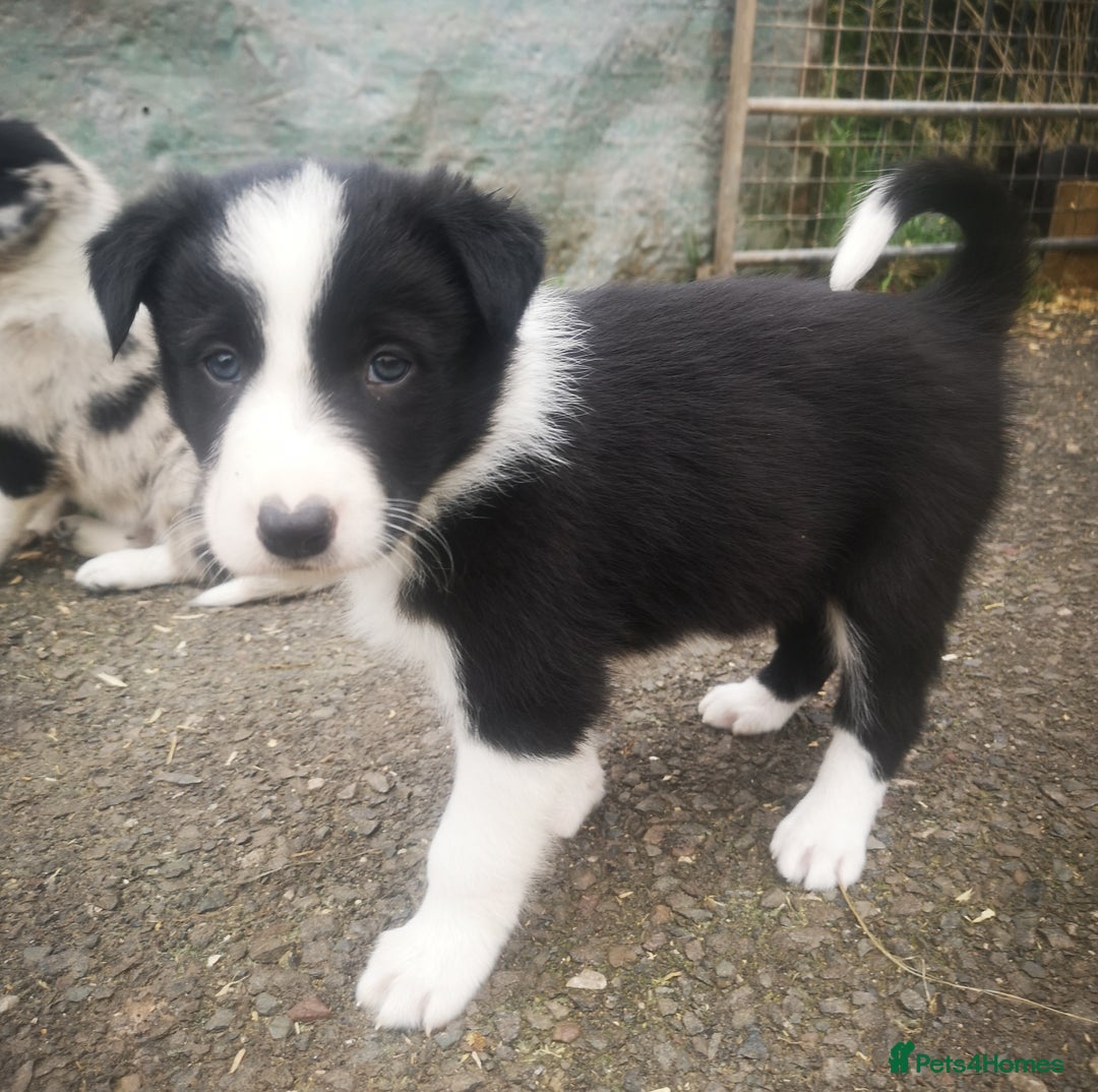Border Collie dogs for sale: Beautiful Fluffy collie pups for sale  - Image 7