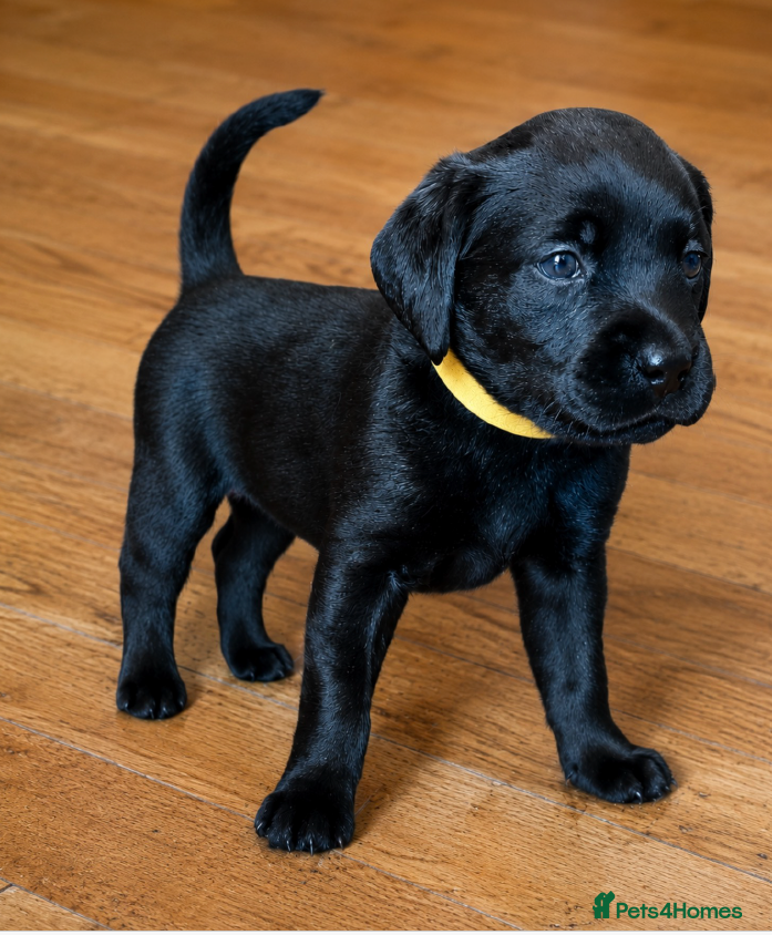 Labrador Retriever dogs Outstanding Labrador Puppies–Exceptional Pedigree - Advert 1