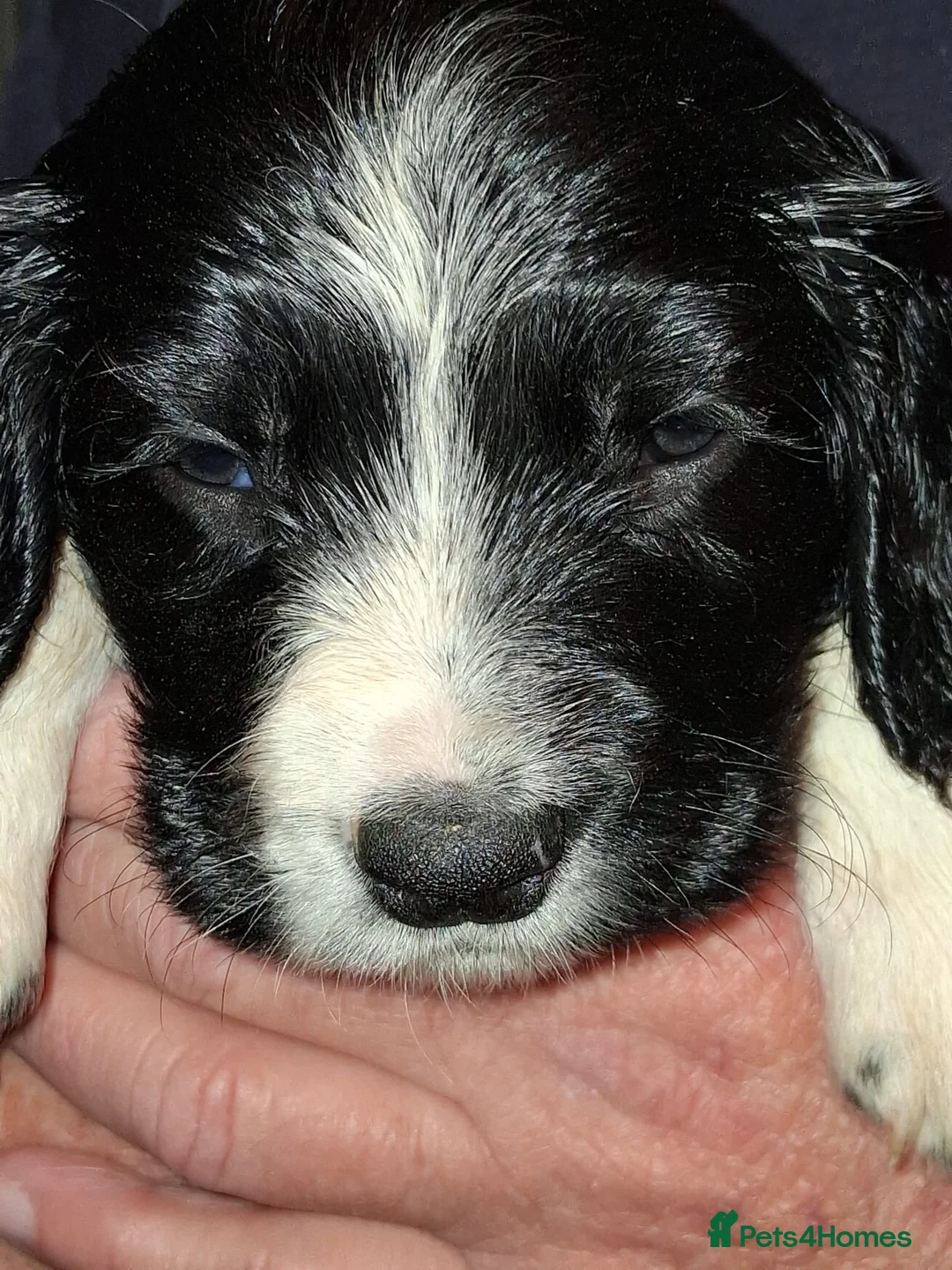 English Springer Spaniel dogs for sale: 4 black & white spaniel bitch puppies - Advert 5