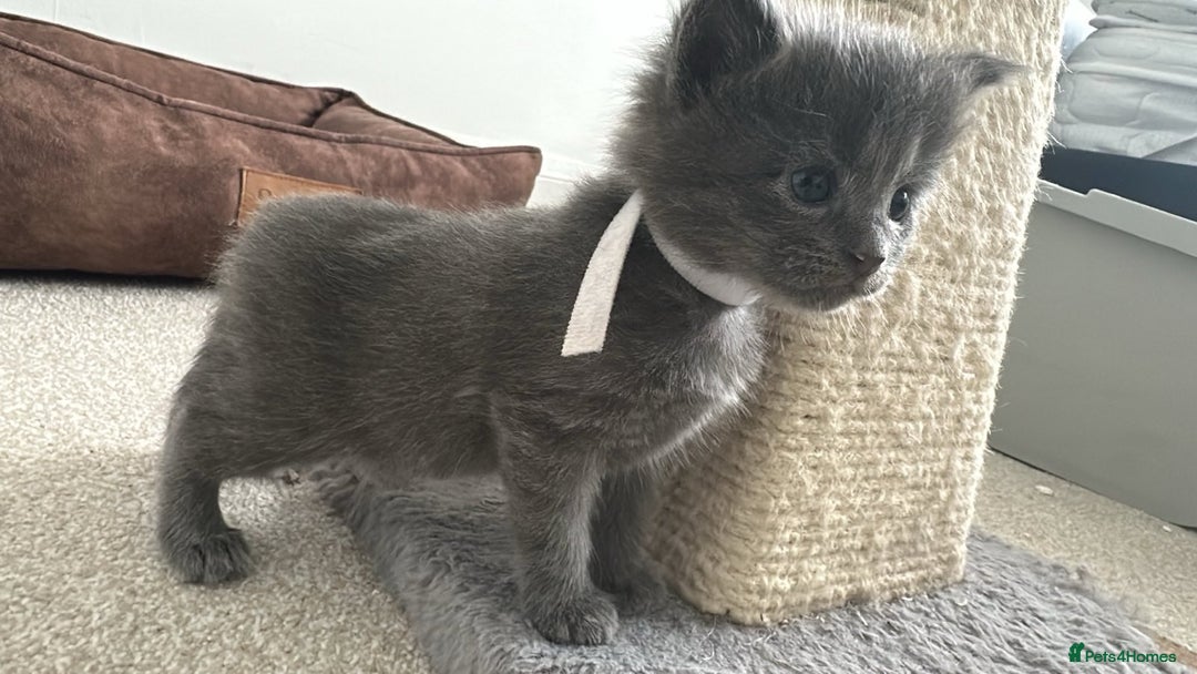 Maine Coon cats for sale: Rare Maine Coon/Russian Blue Kittens - Image 14