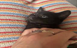 Mixed Breed cats for sale: Beautiful kittens  - Image 8
