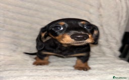Miniature Dachshund dogs for sale: Smooth coat Minature Dacshund’s  - Image 5
