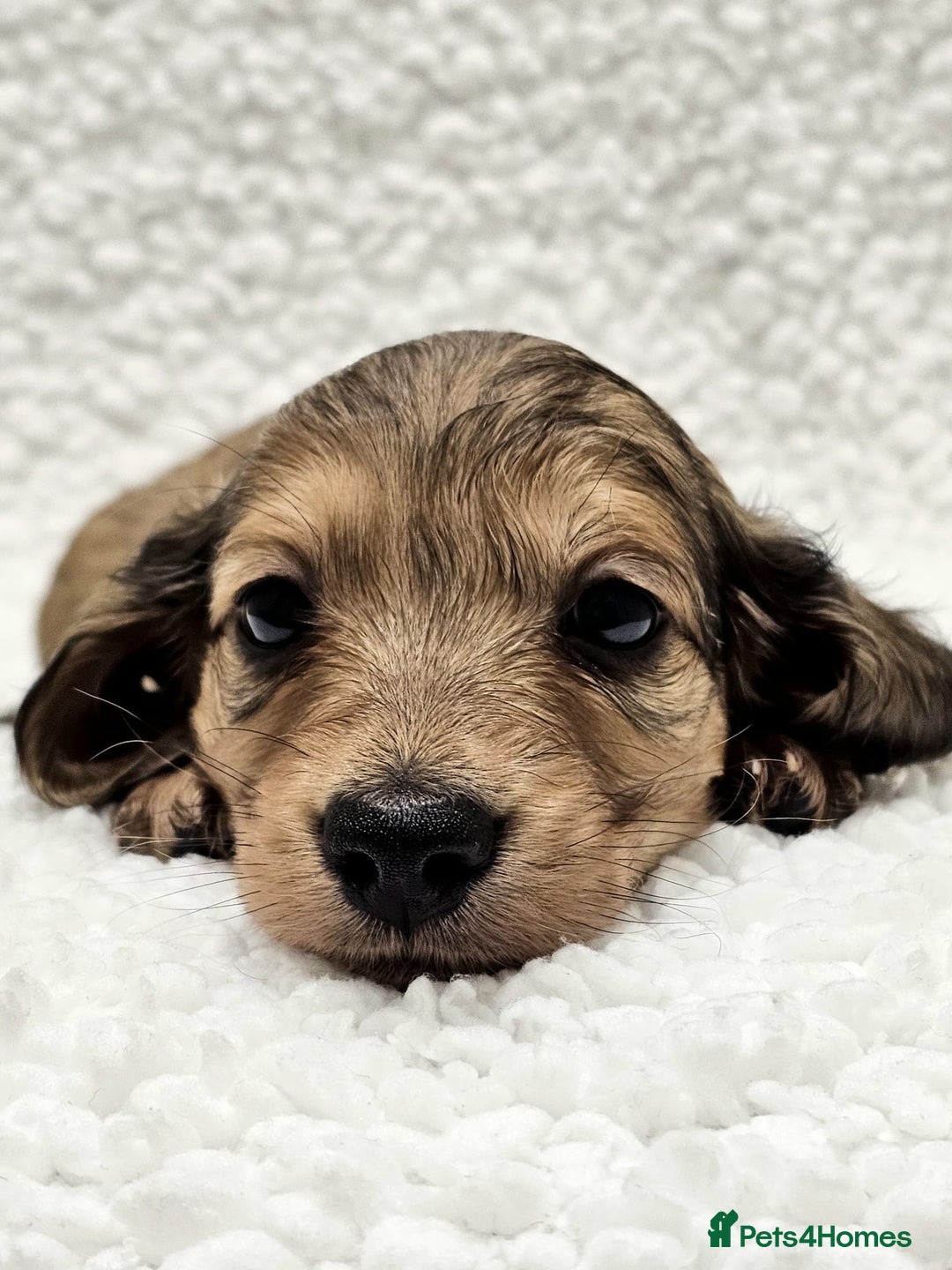 Miniature Dachshund dogs for sale: Shaded Cream Miniature Long Haired Dachshunds - Advert 6