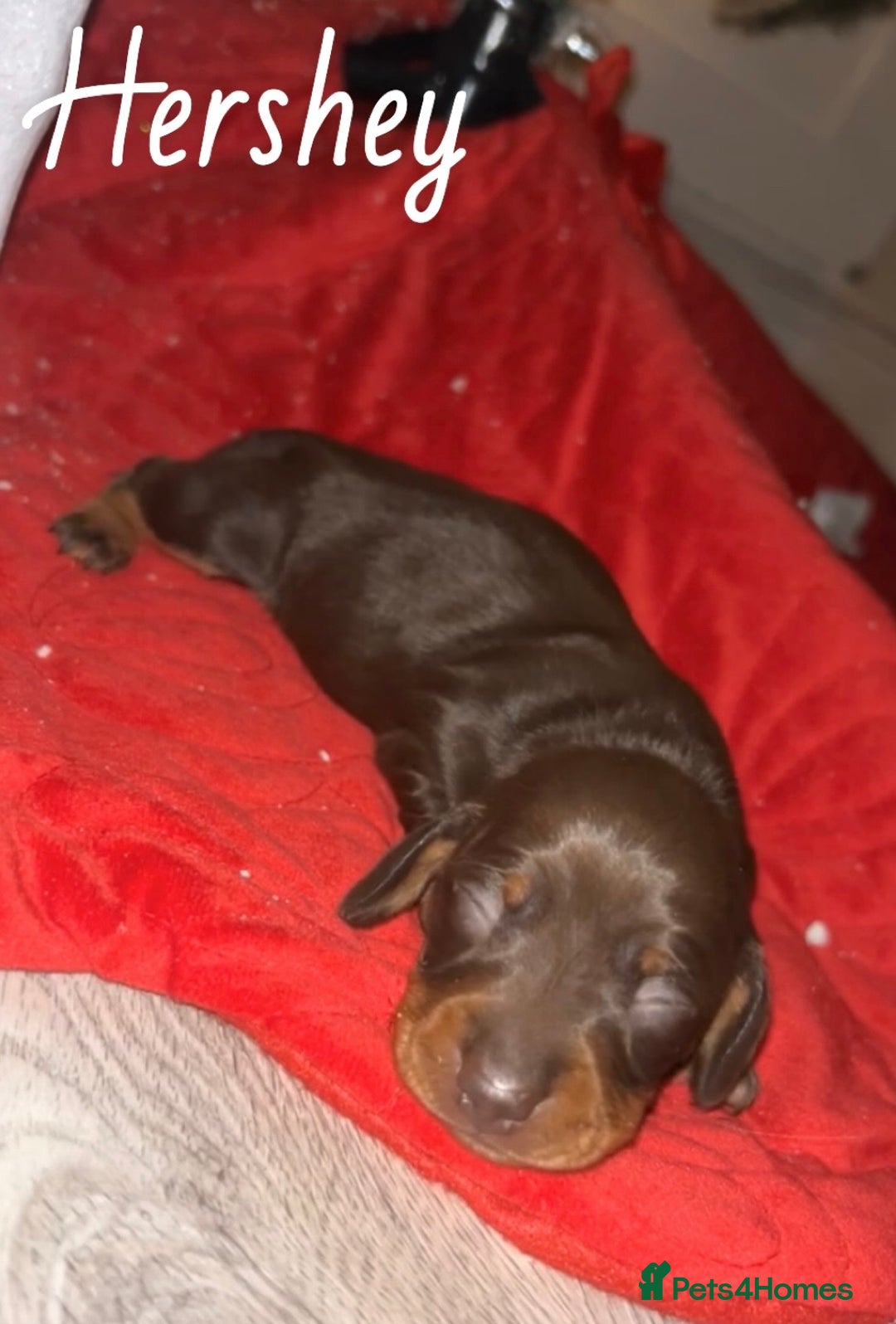 Miniature Dachshund dogs for sale: miniature dachshunds - Advert 4
