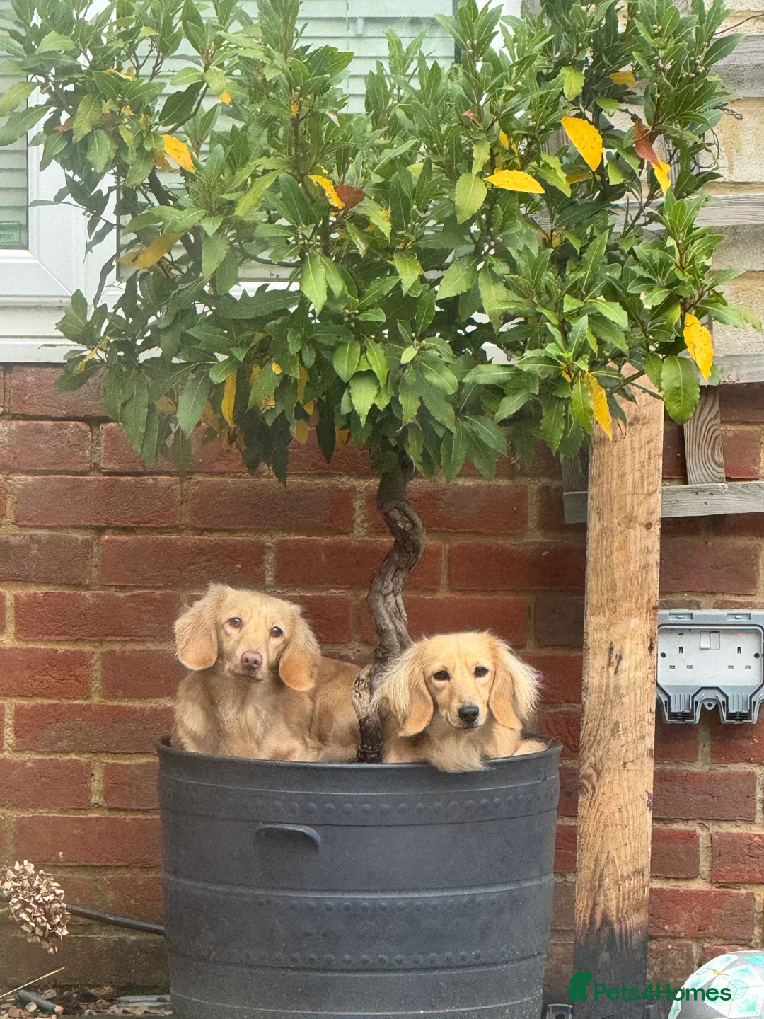 Miniature Dachshund dogs for sale: Miniature dachshunds - Advert 1