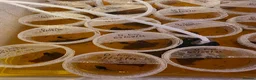 Frog reptiles for sale: Dendrobates tinctorius Azules Dart Frog Tadpoles - Advert 5