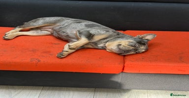 French Bulldog dogs - Advert 9