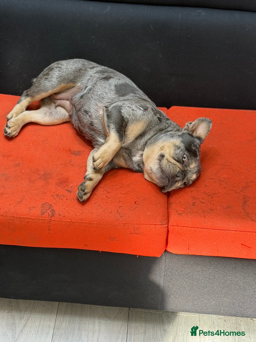 French Bulldog dogs for sale: French bulldog bitch merle  - Advert 4