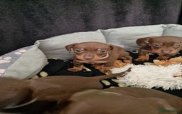 Dachshund dogs for sale: Miniature Smooth Haired Dachshund Puppies - Image 22