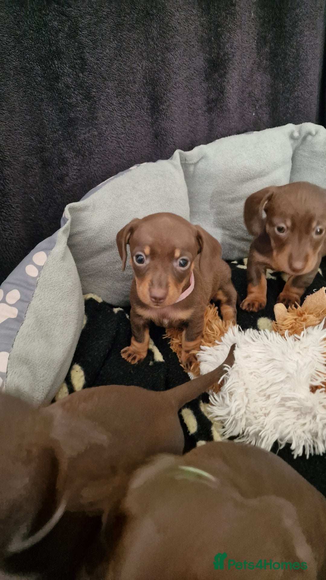 Dachshund dogs for sale: Miniature Smooth Haired Dachshund Puppies - Image 22