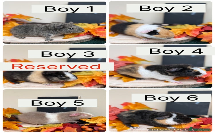 Guinea Pig rodents - Advert 3