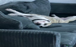 American Bulldog dogs for sale: 1 year old American bulldog  - Advert 12