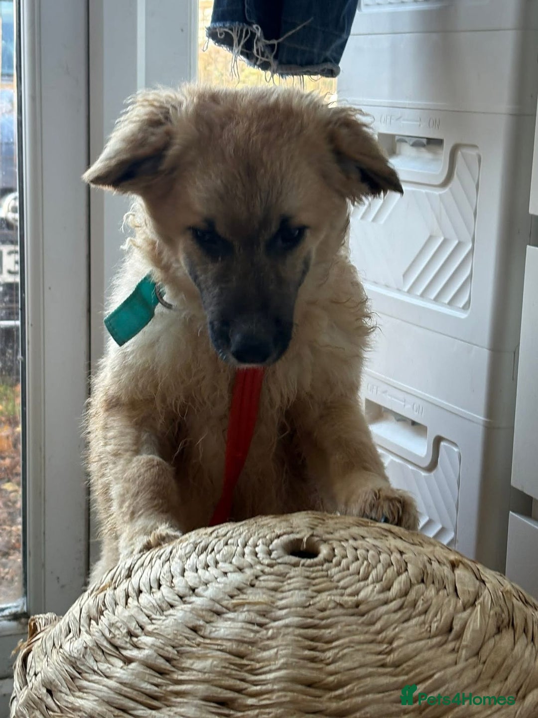 Mixed Breed dogs for adoption: Finn - Norwich Norfolk  - Advert 5