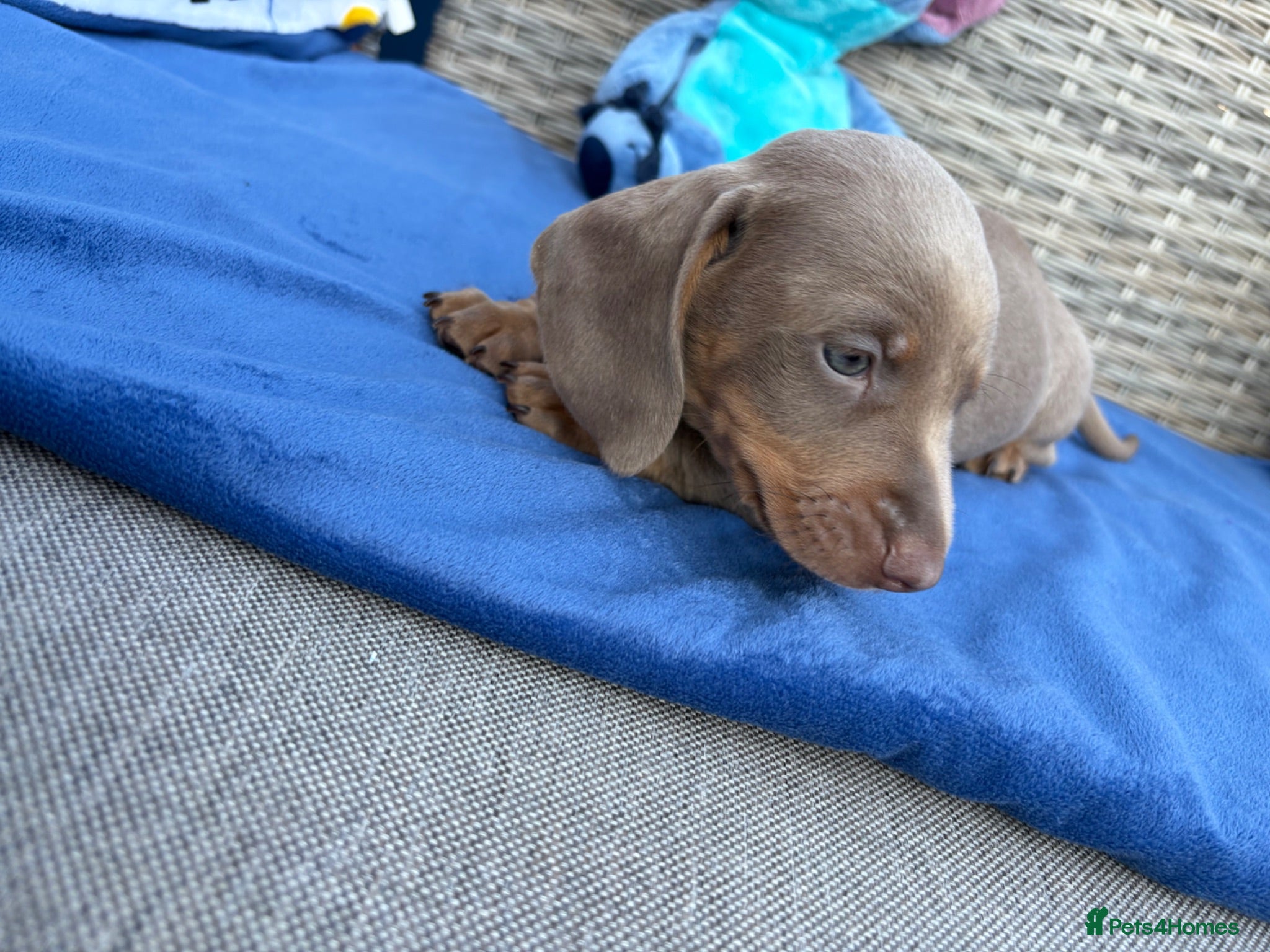 Miniature Dachshund dogs 1 male minature dachshund available !!🏡💙 - Advert 4