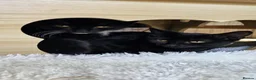 Mixed Breed cats for adoption: Rescue kittens need home to share - Advert 2