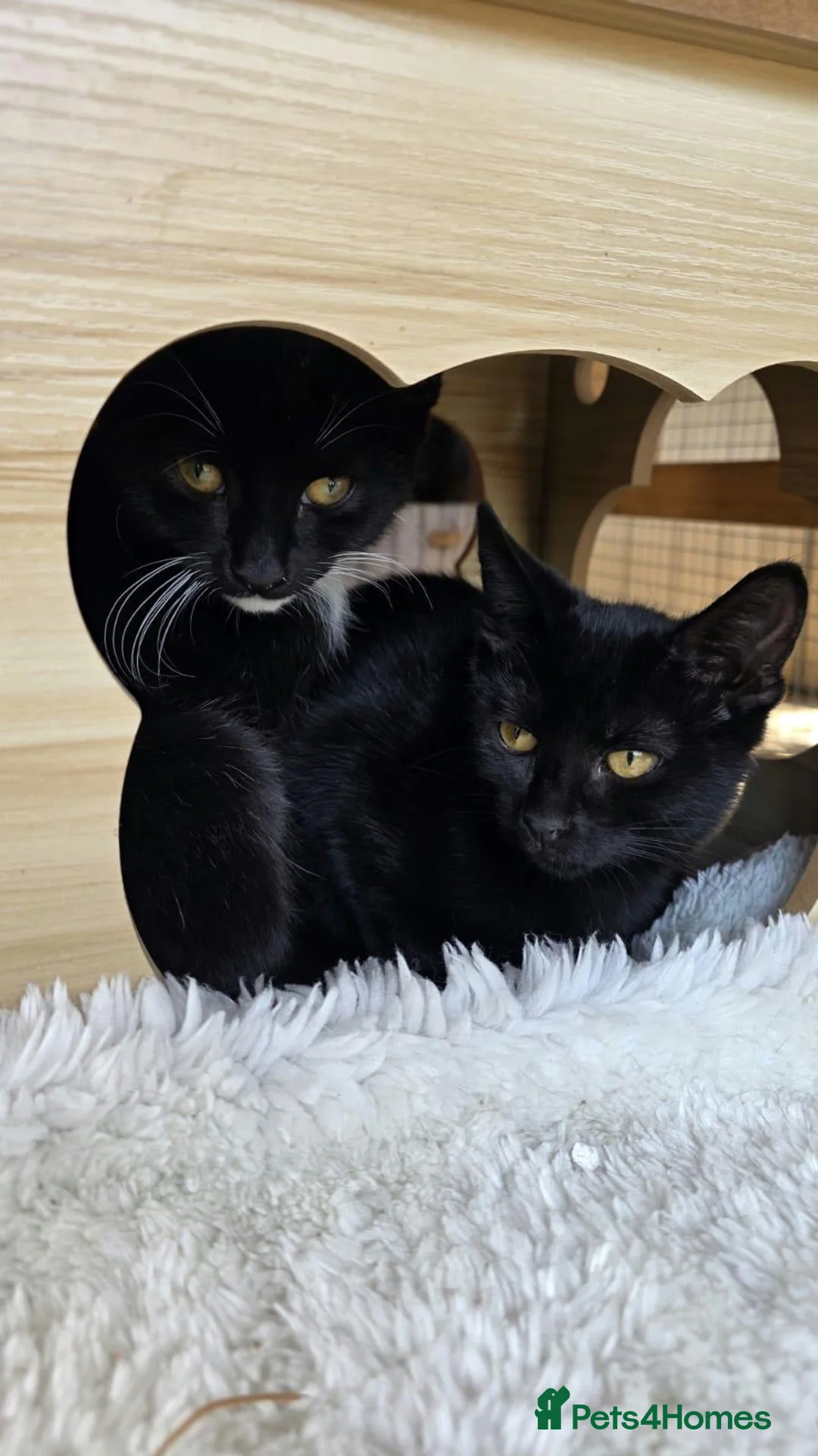 Mixed Breed cats for adoption: Rescue kittens need home to share - Advert 2