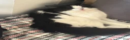 Mixed Breed cats for sale: Beautiful Black and White Female Cat - Advert 5
