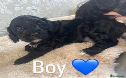 Mixed Breed dogs for sale: Dogs  - Image 1