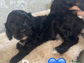 Mixed Breed dogs - Advert 10