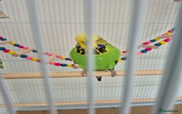 Budgerigars birds for sale: FEMALE BUDGIE  - Image 3