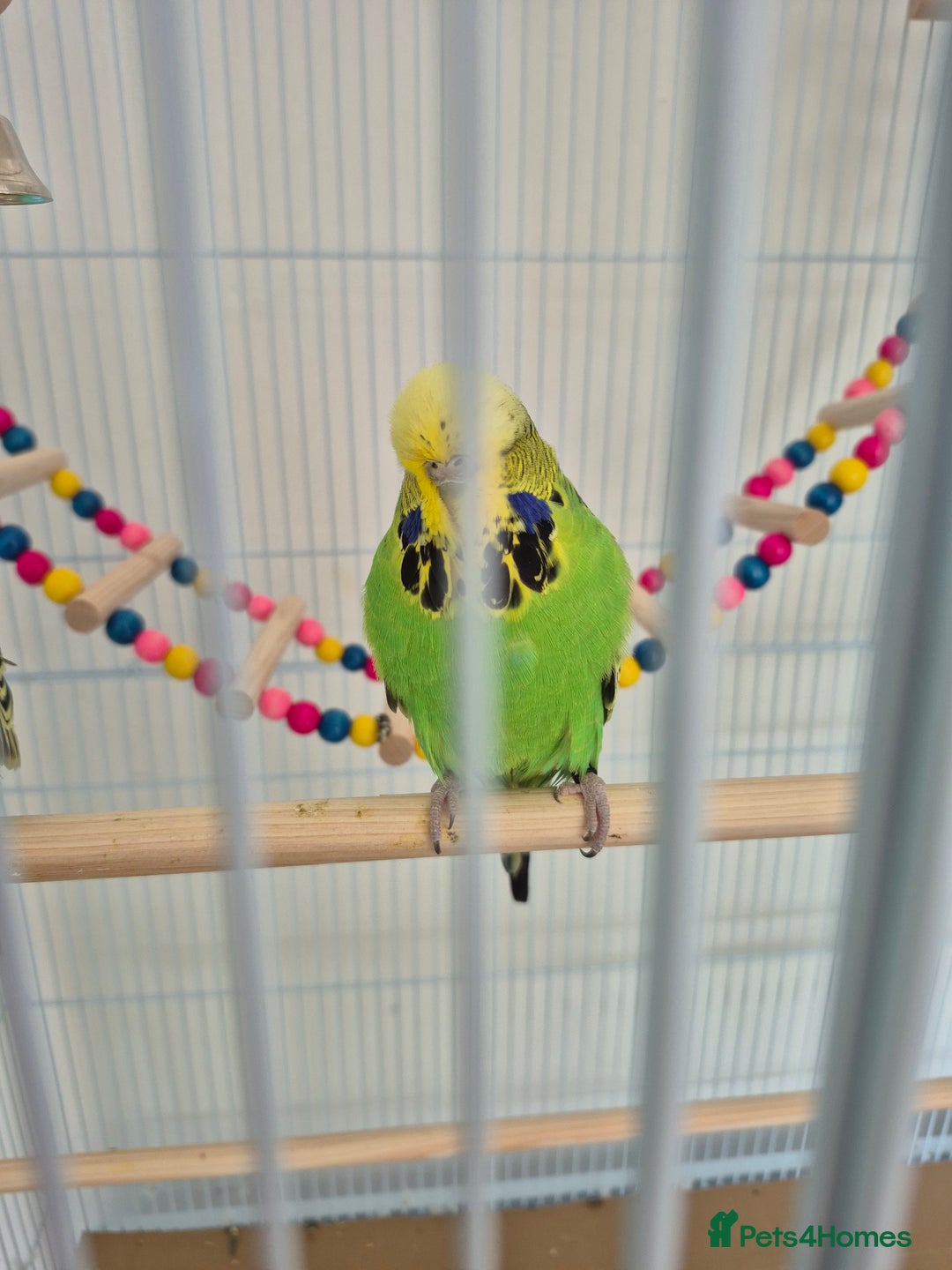 Budgerigars birds for sale: FEMALE BUDGIE  - Image 3