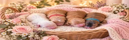 Australian Labradoodle dogs for sale: Stunning Australian Labradoodles x Cockapoo pups🩷 in Spalding - Advert 27