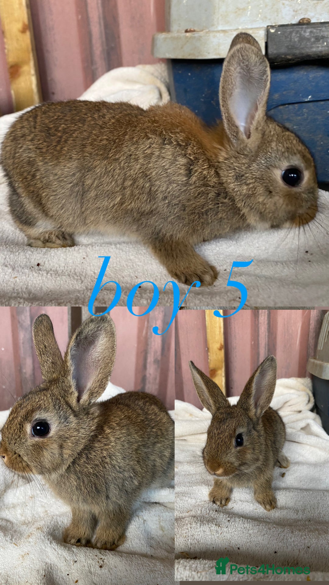 Rex rabbits for sale: lion head x velvet rex babies  - Image 5